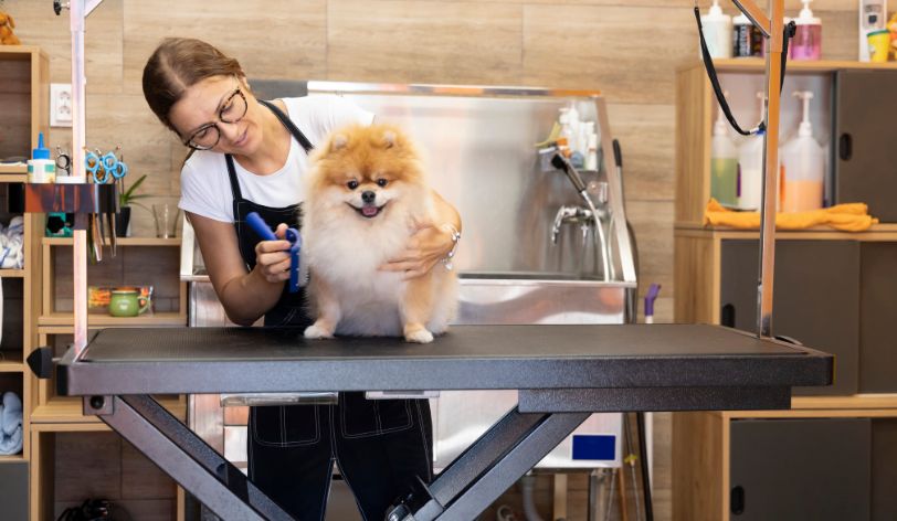 Cat and dog grooming business